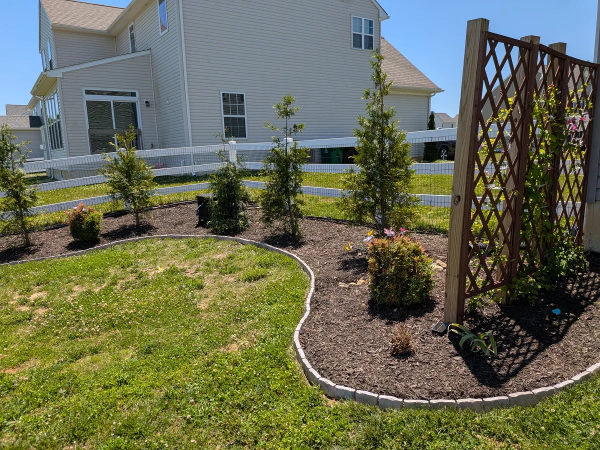 A sunny backyard garden bed with mulch, shrubs, and a wood trellis.