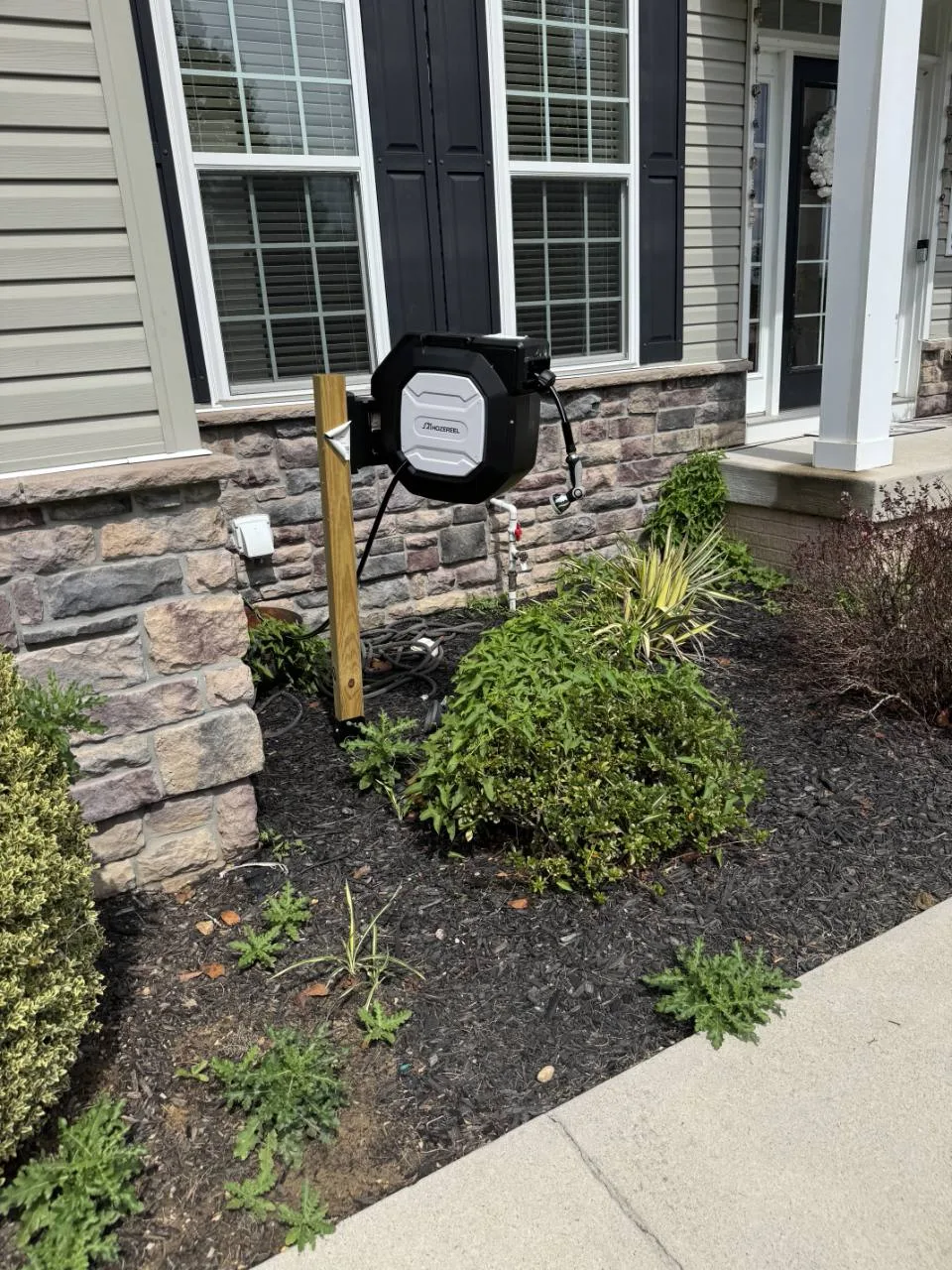 Entry garden bed with weeds growing around the established shrubs before cleanup.