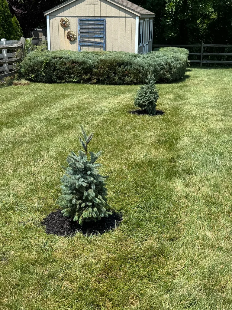 Two young evergreen trees planted in the lawn with fresh mulch rings.