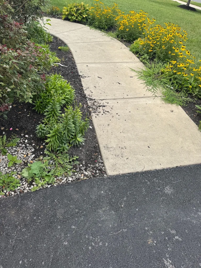 Garden beds beside a curved front walkway before weeds and loose debris were cleared.