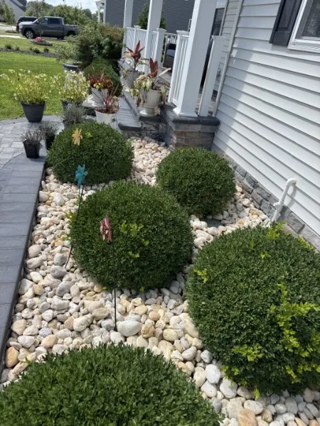 Front rock bed with boxwoods and plants before trimming and tidying.